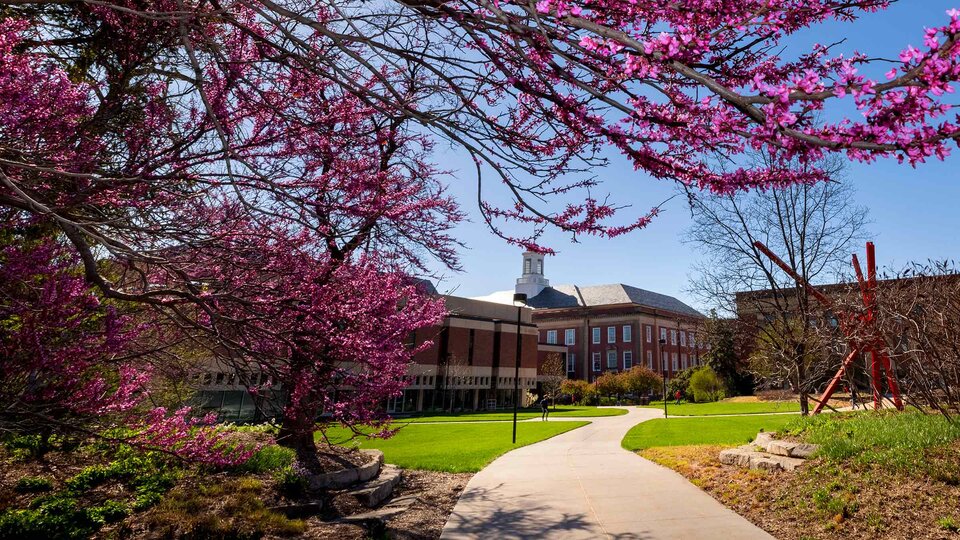 campus path with flowering trees